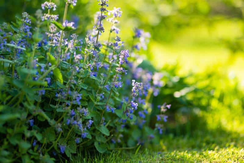 Catnip flowers (Nepeta cataria) blossoming in a garden on sunny
