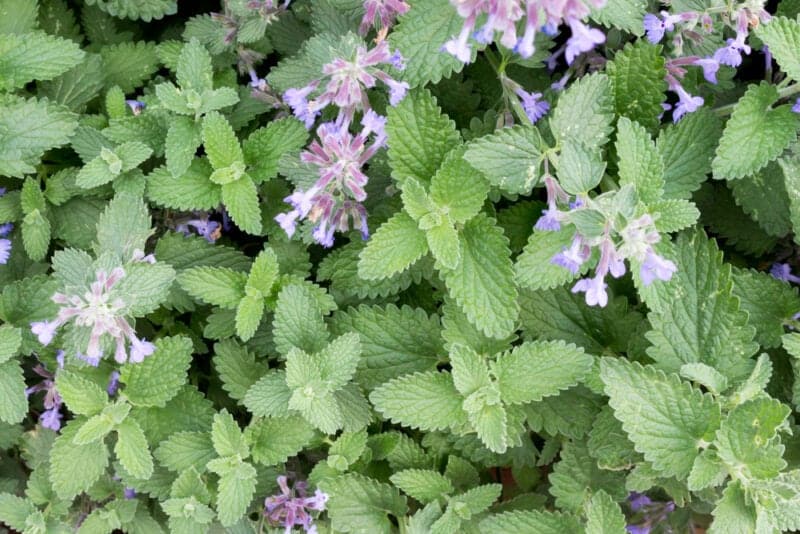 Catnip or catmint green herb background