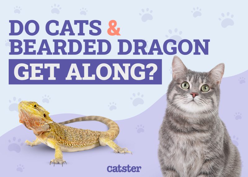 Cats And Bearded Dragon Get Along
