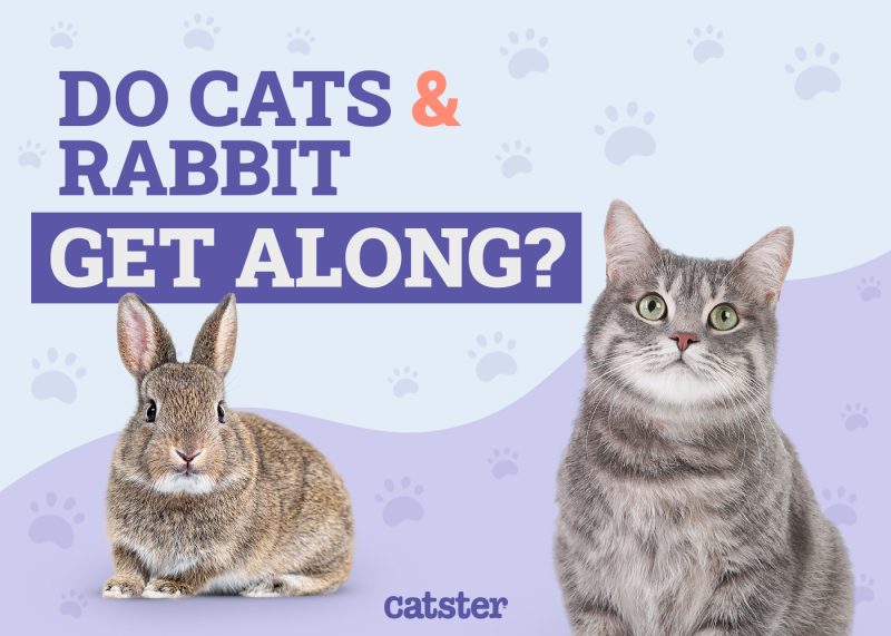 Cats and Rabbits Get Along