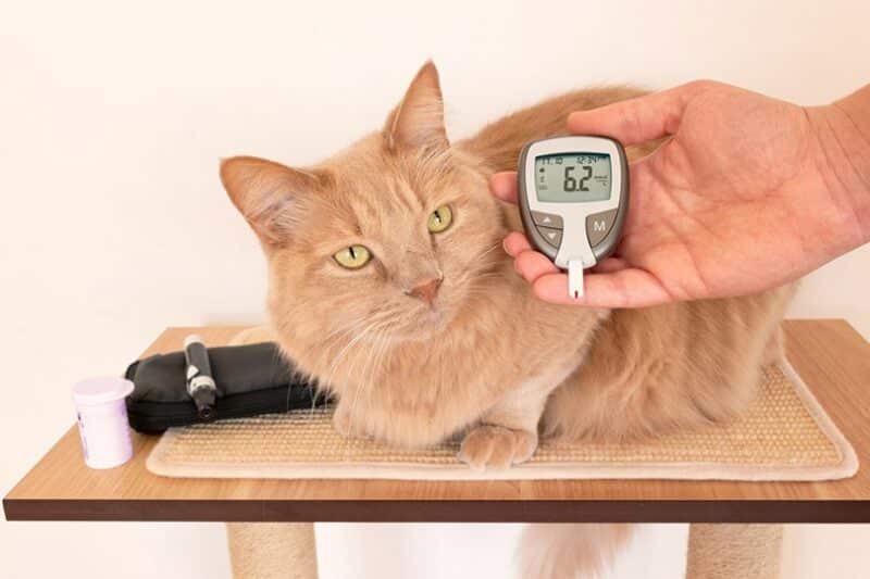 Cat's owner measuring the blood sugar values of his feline using glucometer