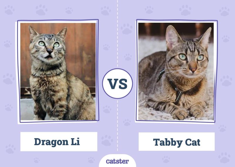 Catster Dragon Li VS Tabby Cat