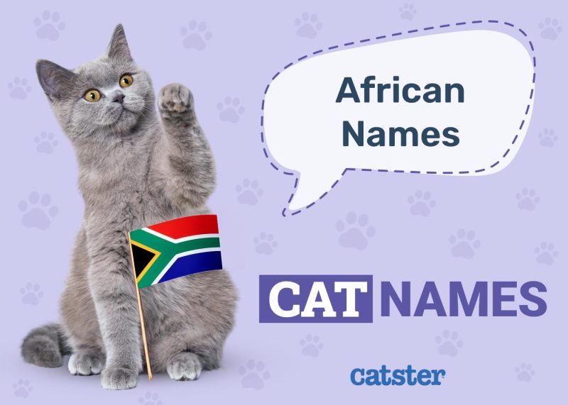 African Cat Names