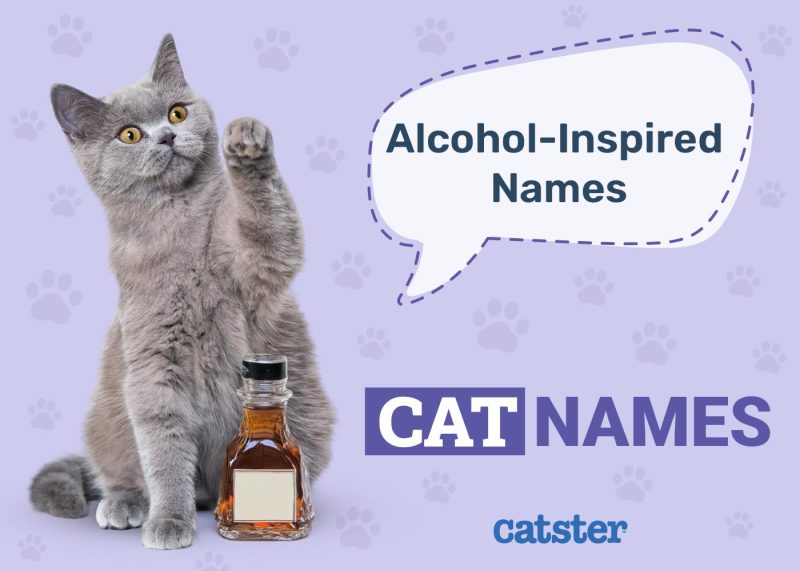 Alcohol Inspired Names for Cats