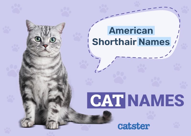 Adorable American Shorthair Cat Names