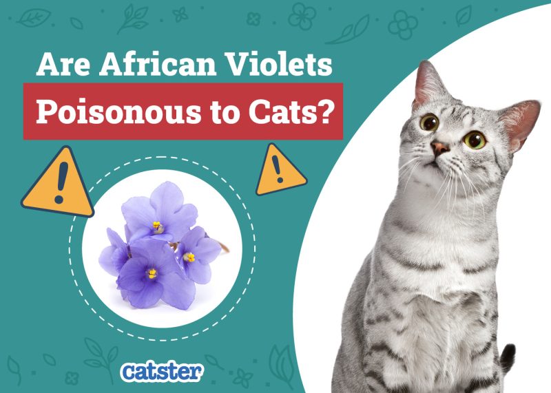 Catster_Are African Violets Poisonous to Cats