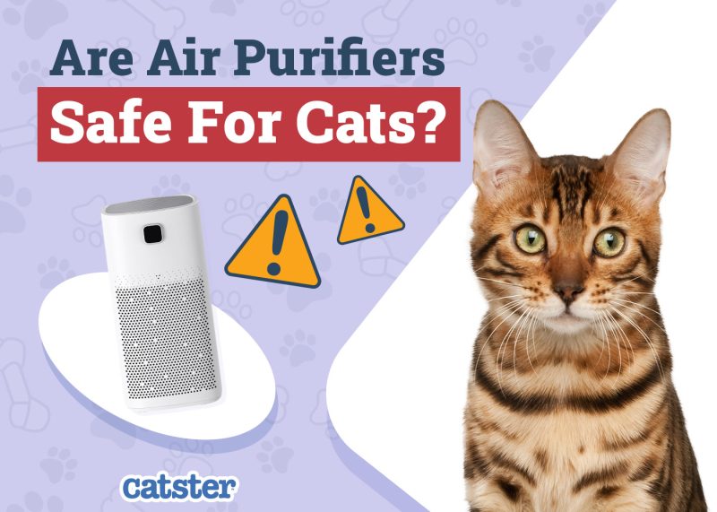 Catster_Are Air Purifiers Safe for Cats