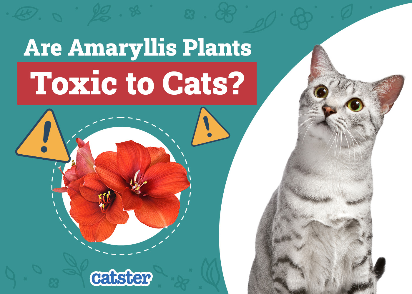 Catster_Are Amaryllis Plants Toxic to Cats