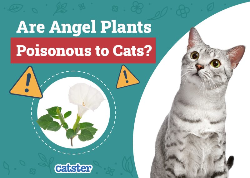 Catster_Are Angel Plants Poisonous to Cats