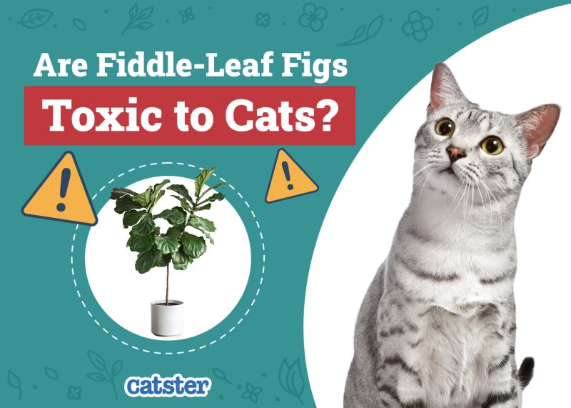 Catster_Are Are Fiddle-Leaf Figs Toxic to Cats