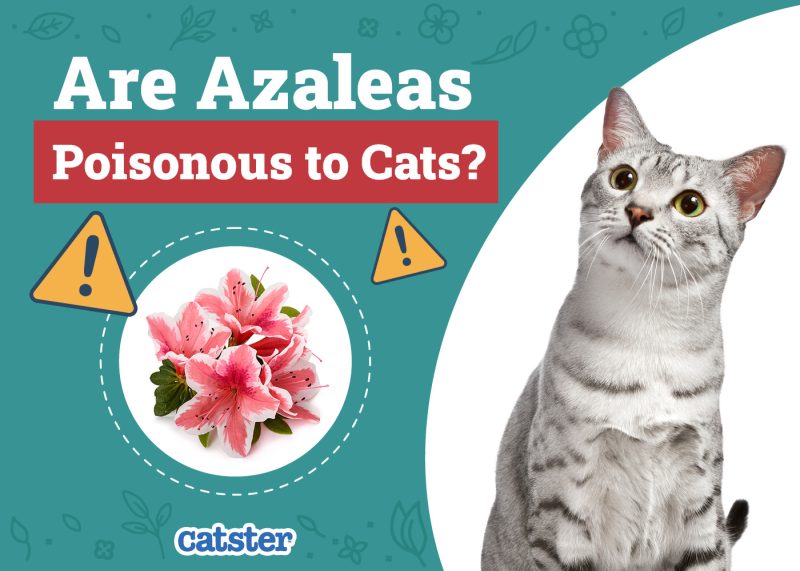 Catster_Are Azaleas Poisonous to Cats