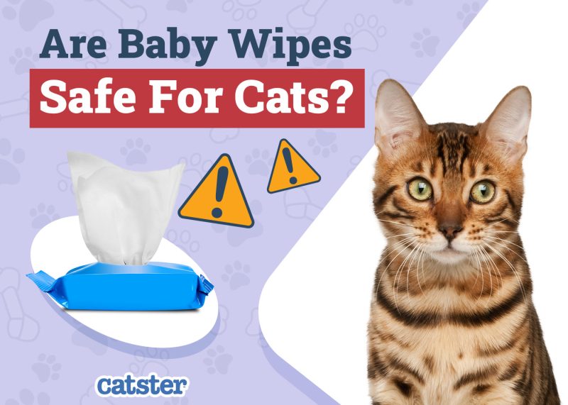 Catster_Are Baby Wipes Safe for Cats