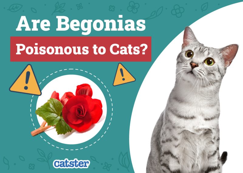 Catster_Are Begonias Poisonous to Cats