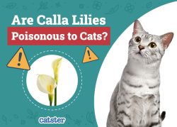Are Calla Lilies Poisonous to Cats? Vet-Verified Facts & Safety Guide