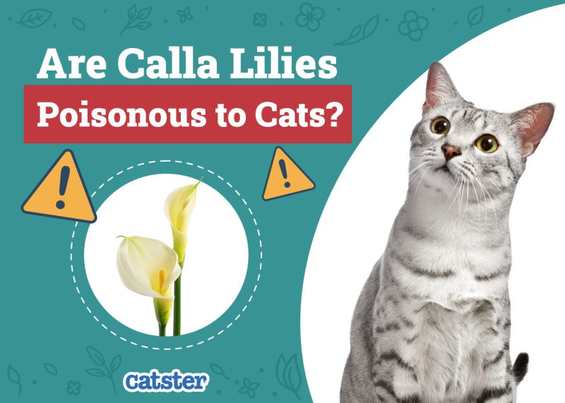 Catster_Are Calla Lilies Poisonous to Cats