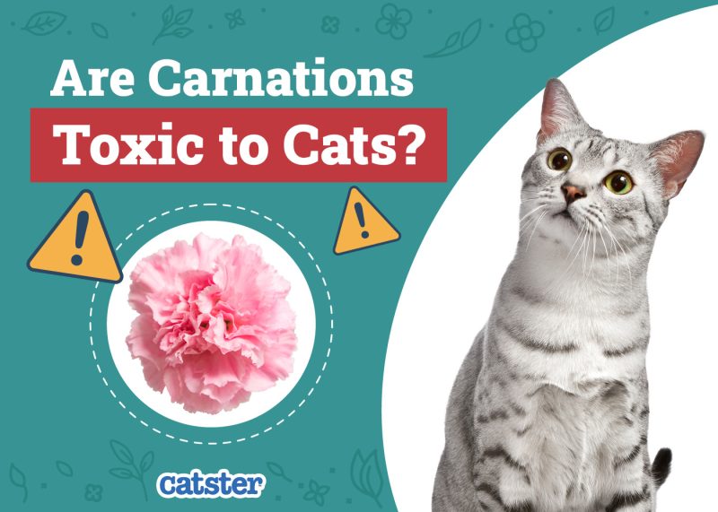 Catster_Are Carnations Toxic to Cats