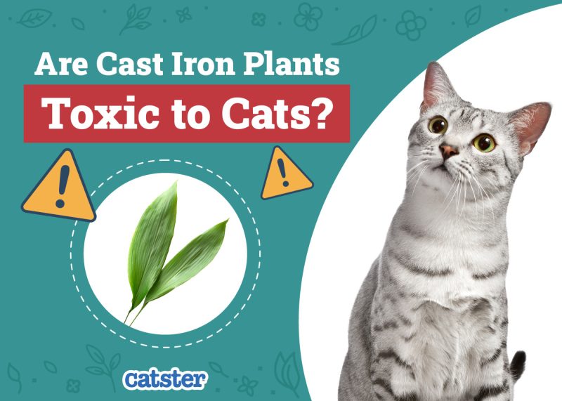 Catster_Are Cast Iron Plants Toxic to Cats