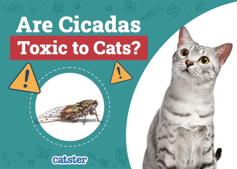 Catster_Are Cicadas Toxic to Cats