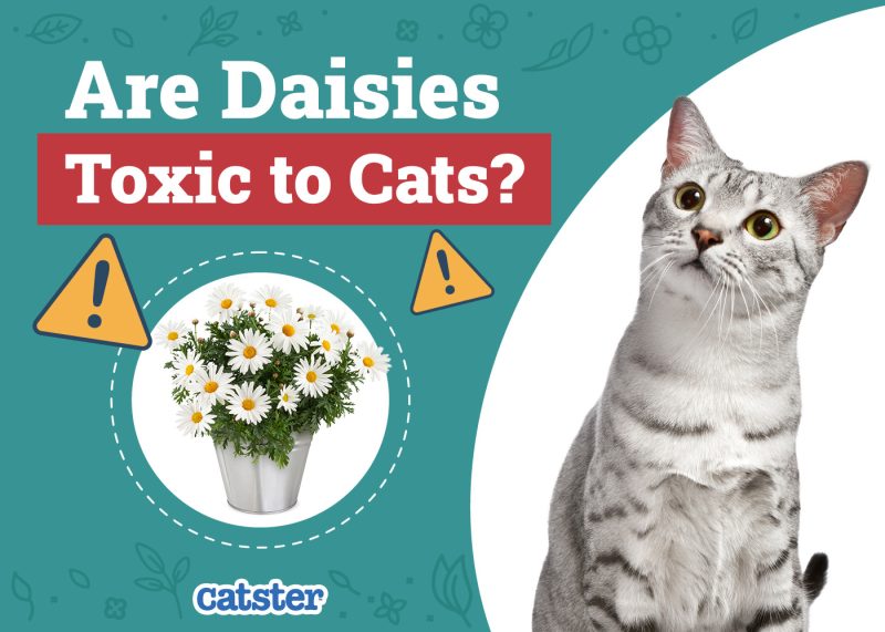 Catster_Are Daisies Toxic to Cats