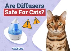 Are Diffusers Safe for Cats to be Around? Vet-Approved Science & Safety ...
