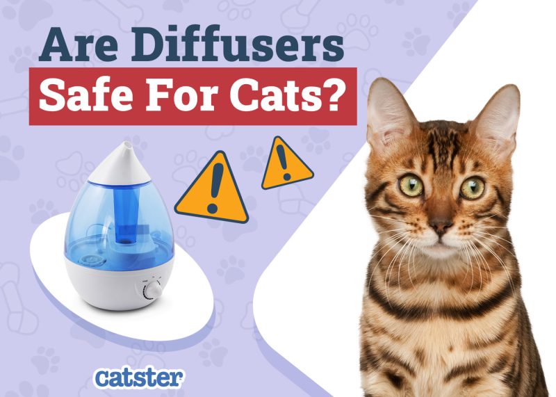 Catster_Are Diffusers Safe for Cats