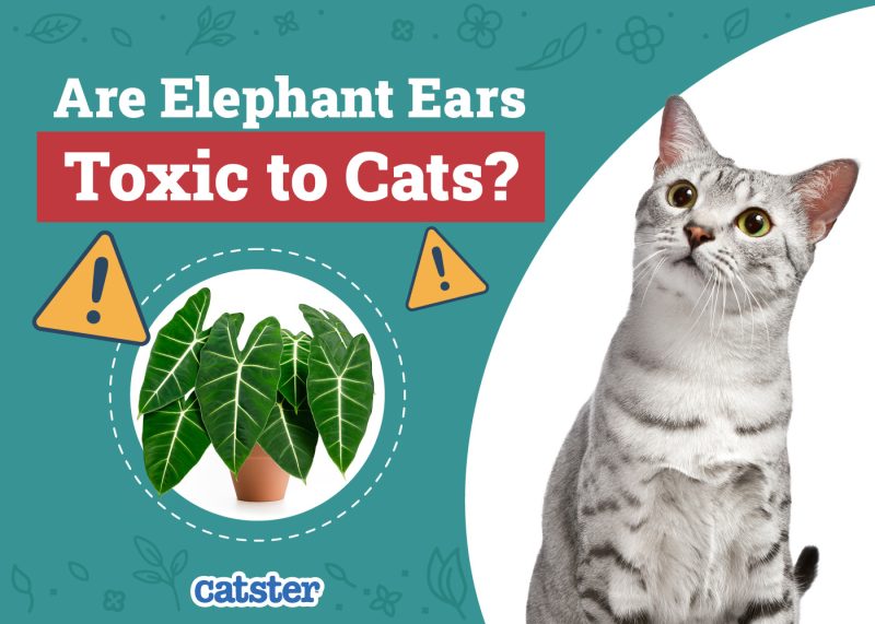Catster_Are Elephant Ears Alocasia Toxic to Cats