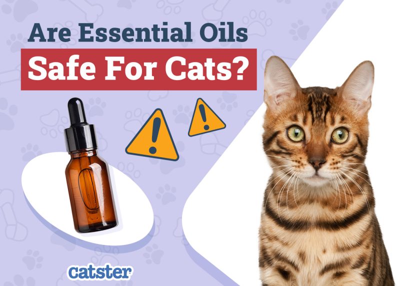 Catster_Are Essential Oils Safe for Cats