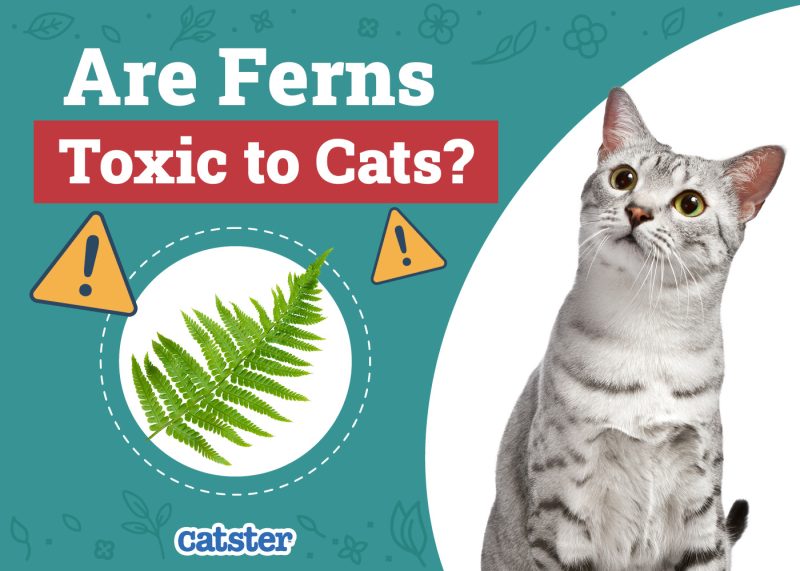 Catster_Are Ferns Toxic to Cats