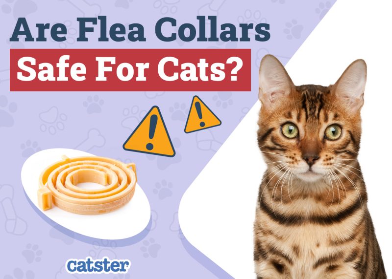 Catster_Are Flea Collars Safe for Cats