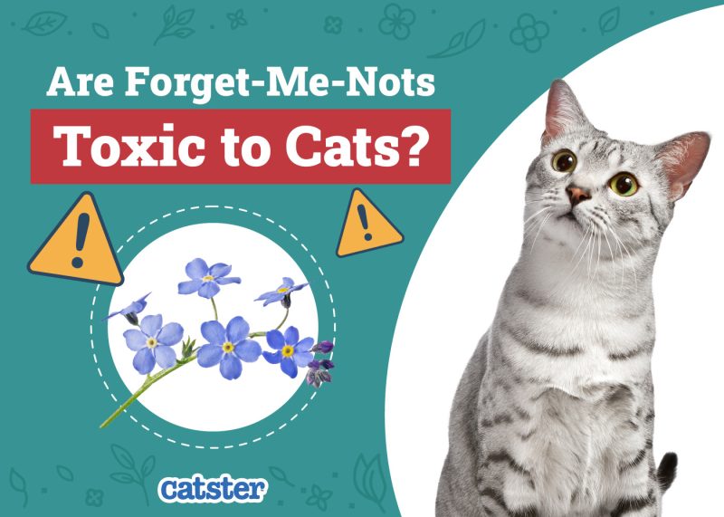 Catster_Are Forget-Me-Nots Toxic to Cats