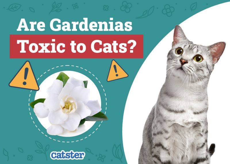 Catster_Are Gardenias Toxic to Cats