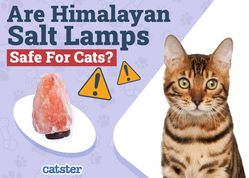 Catster_Are Himalayan Salt Safe for Cats