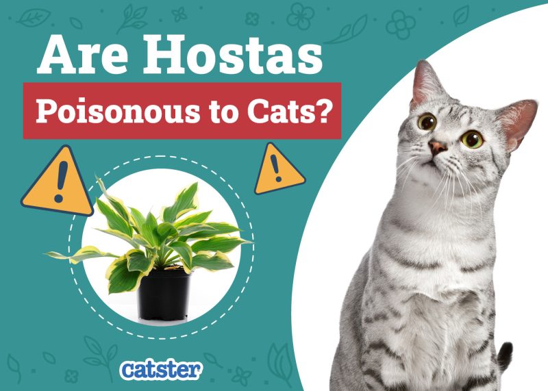 Catster_Are Hostas Poisonous to Cats