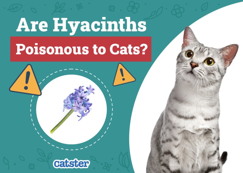 Catster_Are Hyacinths Poisonous to Cats
