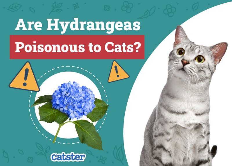 Catster_Are Hydrangeas Poisonous to Cats
