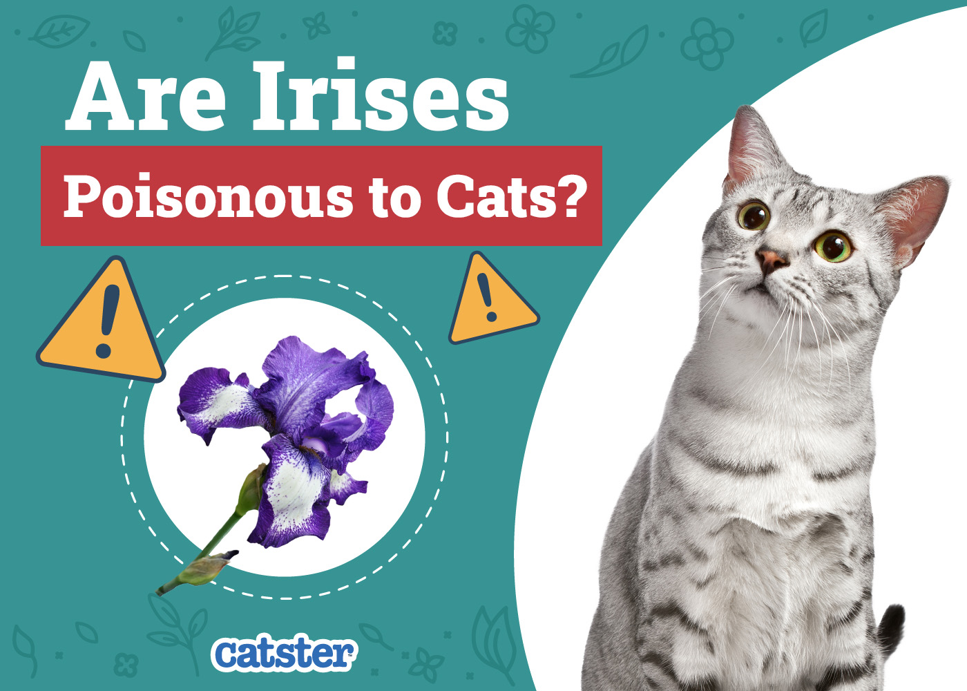 Catster_Are Irises Poisonous to Cats