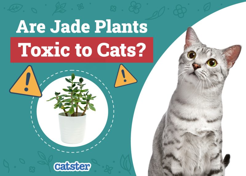 Catster_Are Jade Plants Toxic to Cats
