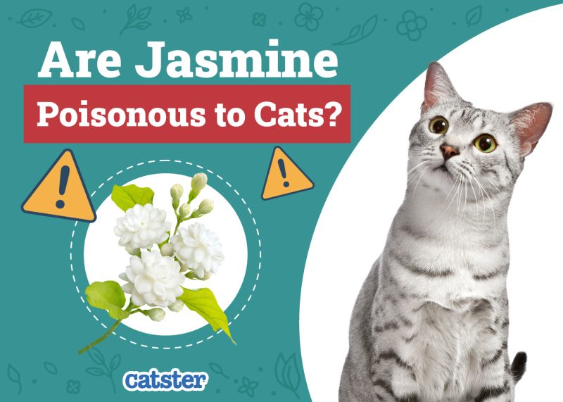Catster_Are Jasmine Poisonous to Cats