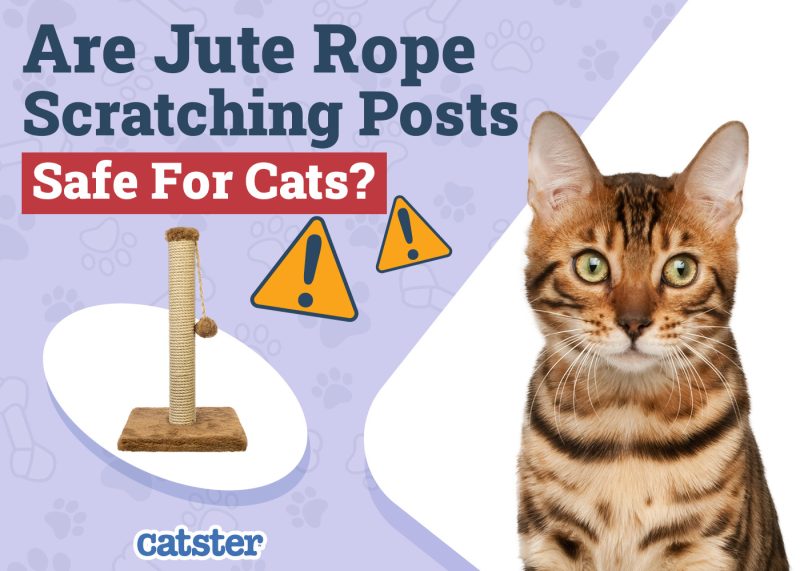 Catster_Are Jute Rope Scratching Posts Safe for Cats