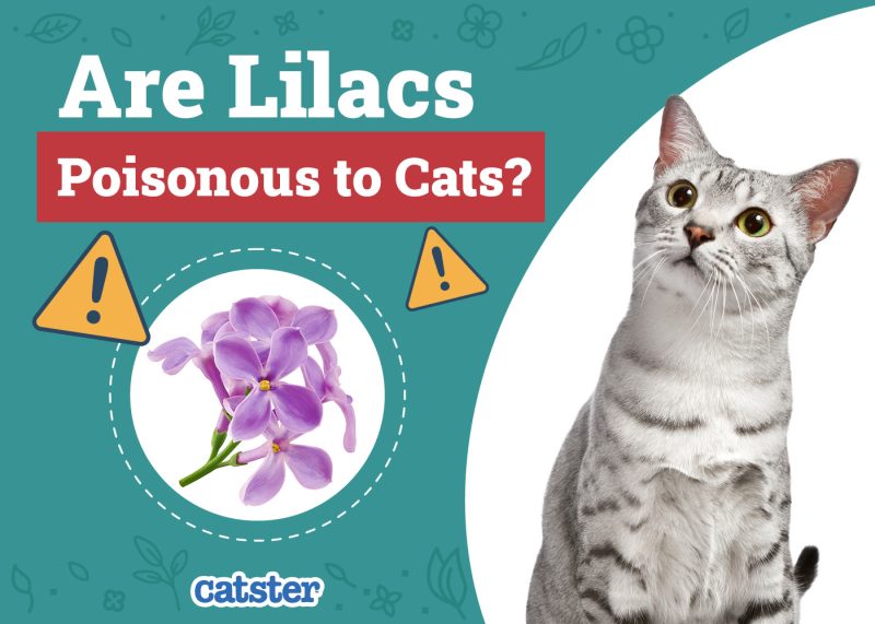 Catster_Are Lilacs Poisonous to Cats