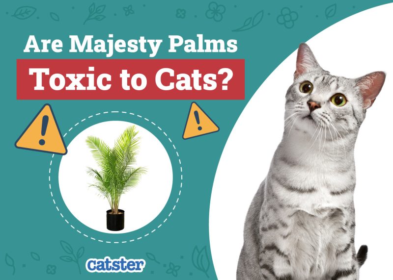 Catster_Are Majesty Palms Toxic to Cats