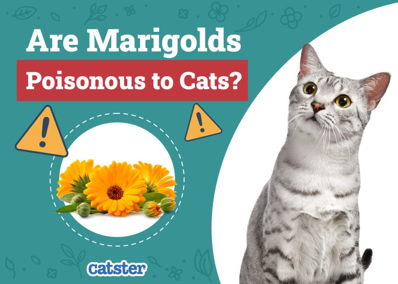 Catster_Are Marigolds Poisonous to Cats