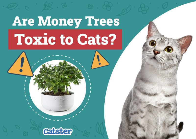 Catster_Are Money Trees Toxic to Cats