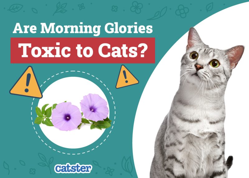 Catster_Are Morning Glories Toxic to Cats