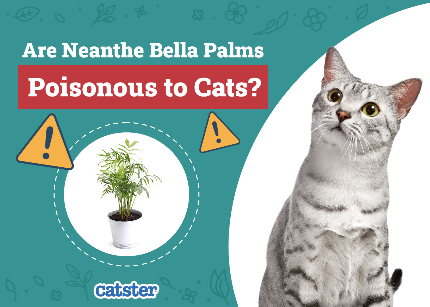 Catster_Are Neanthe Bella Palms Poisonous to Cats