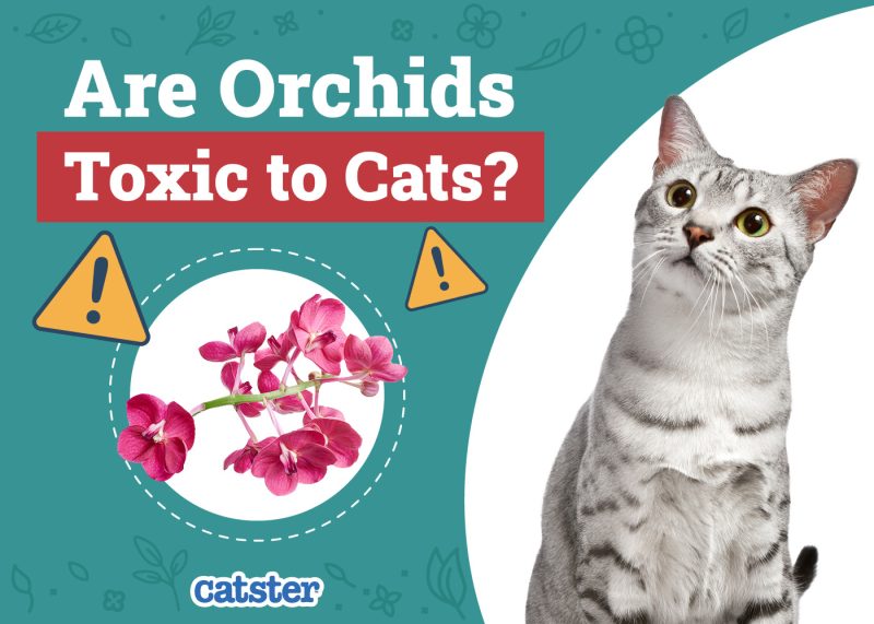 Catster_Are Orchids Toxic to Cats