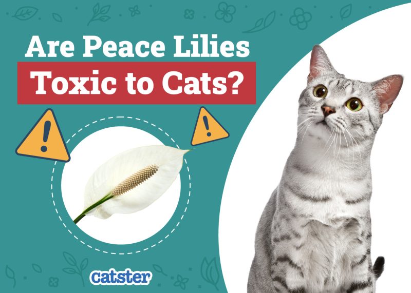 Catster_Are Peace Lilies Toxic to Cats