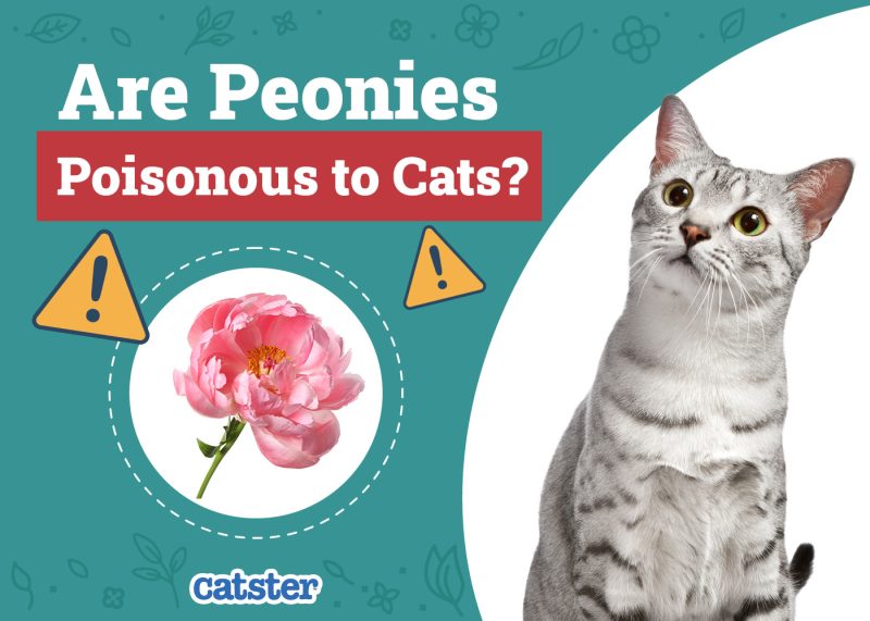 Catster_Are Peonies Poisonous to Cats