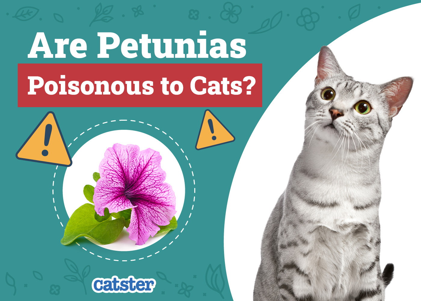 Catster_Are Petunias Poisonous to Cats