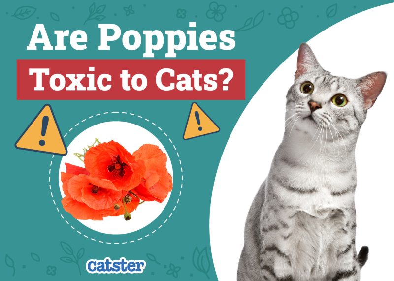 Catster_Are Poppies Toxic to Cats